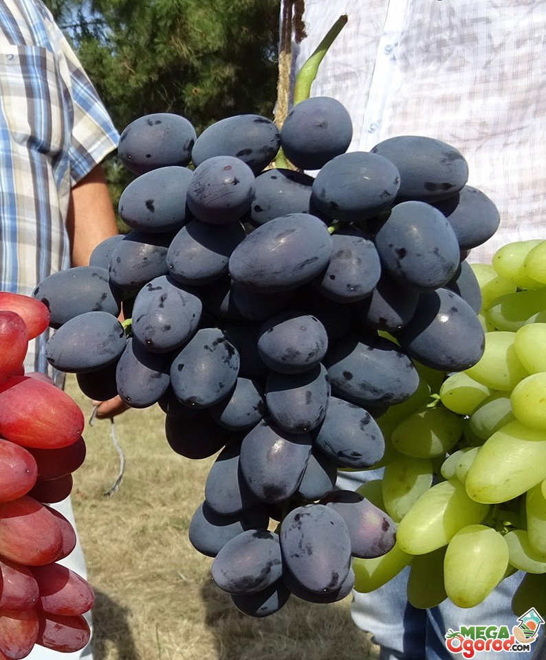 Виноград Краса Балок описание сорта, урожайность, фото и отзывы